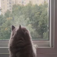 Portrait of Host Papaya's Cat