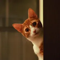 Portrait of Host S1ngS1ng's Cat